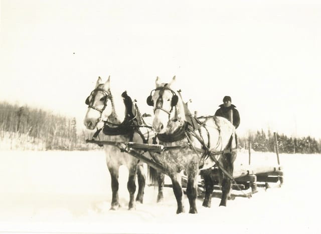 A team of horses hauling logs in winter